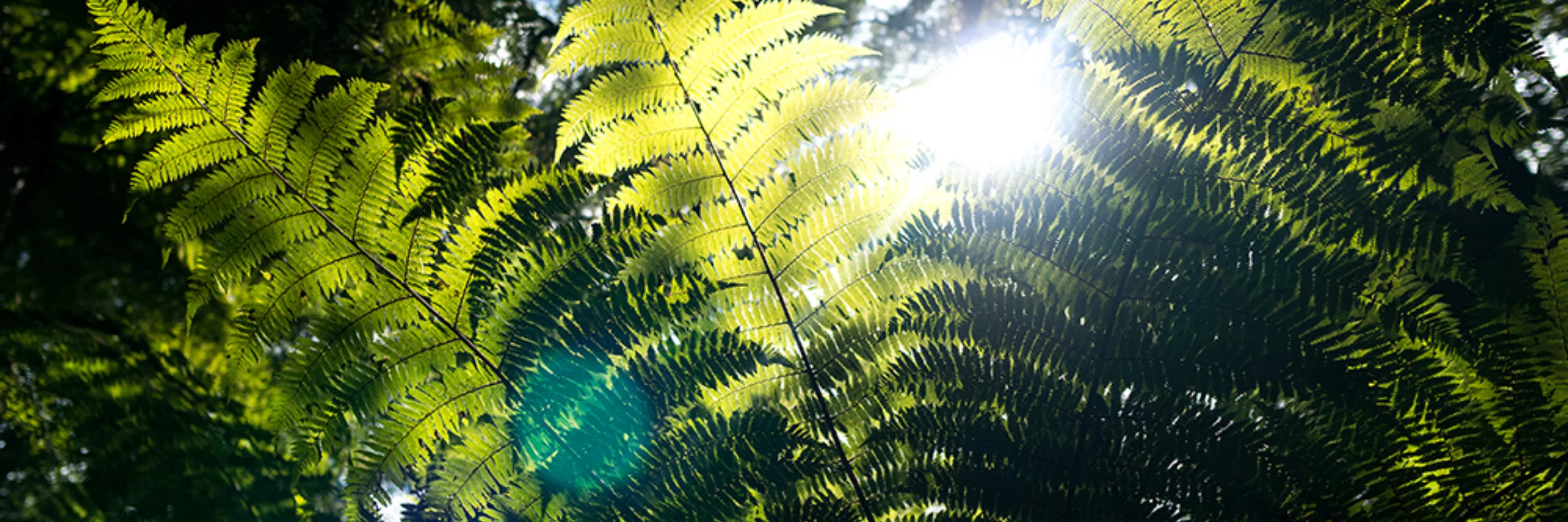 1 Hero Prevention web